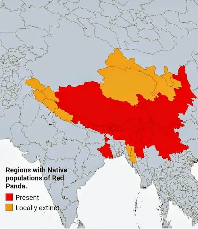 W jakim kraju żyją pandy? Odkryj ich tajemnicze siedliska