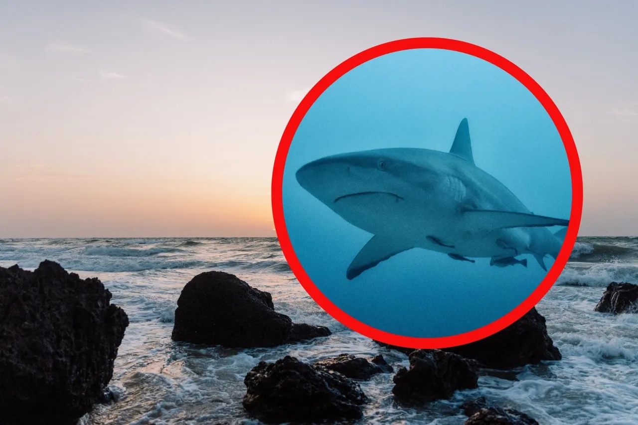 Czy w Hiszpanii są rekiny? Prawda o zagrożeniu dla kąpiących się